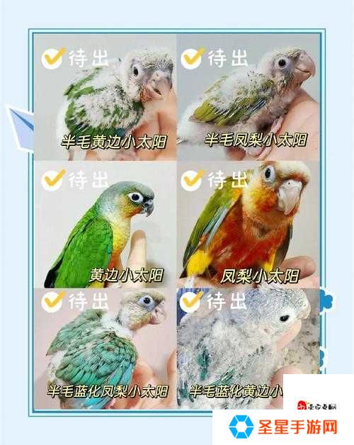 必看妄想山海金刚鹦鹉获取全攻略！萌宠党速来抄作业