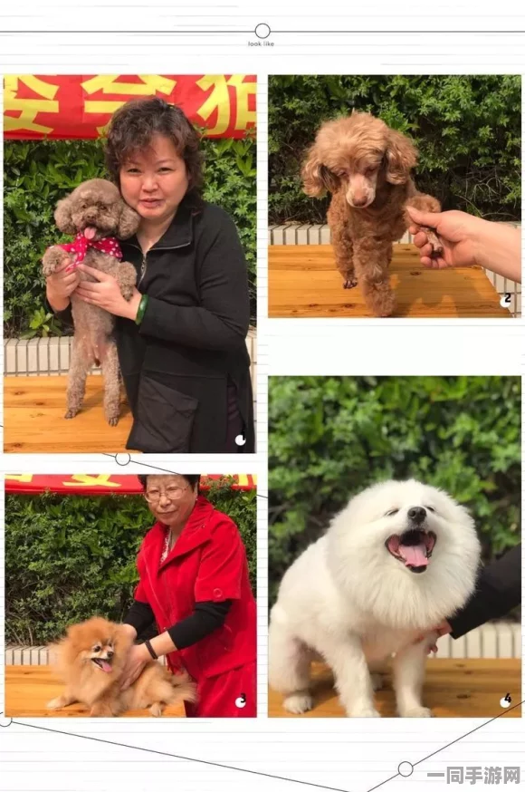 狗狗世界手游盛大登场，全新养狗题材合成养殖，尽享萌宠养成无限乐趣