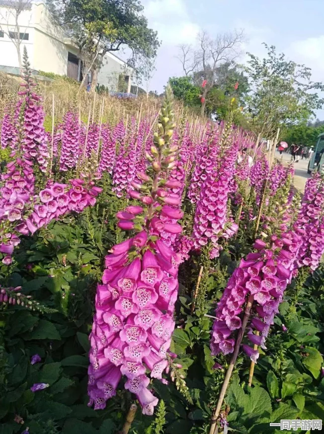 原神武器深度测评，东花坊时雨与铁蜂刺，战斗优选大对决